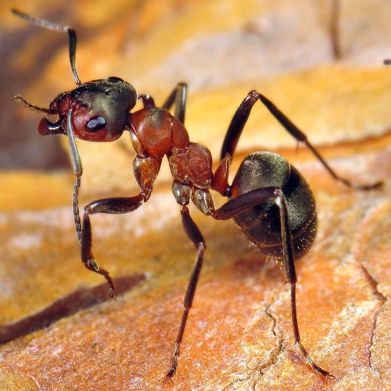 По кровати ползают муравьи