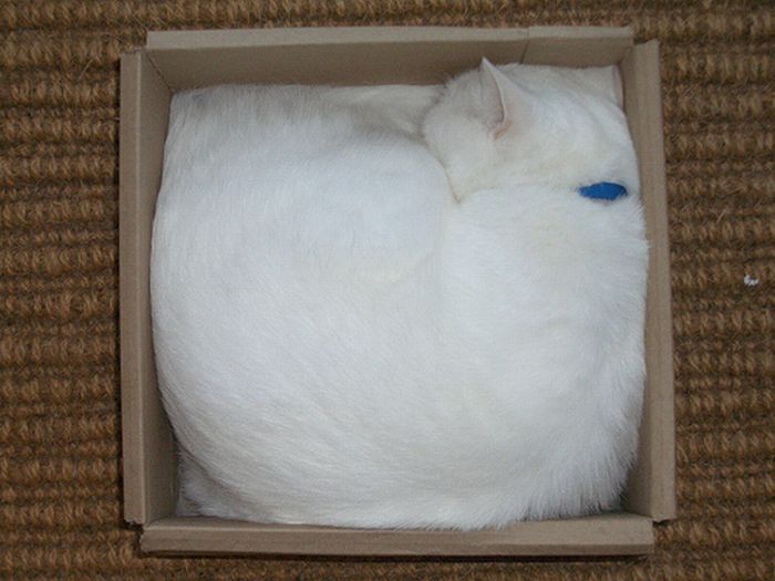 Больная белая кошка