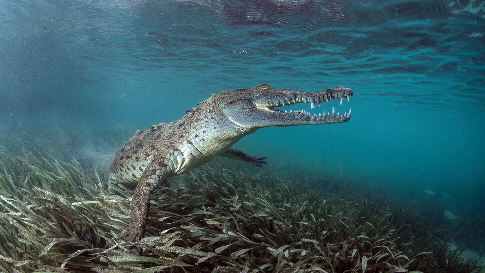Плыть по реке с крокодилом