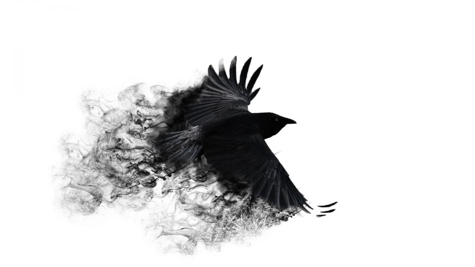 Черная ворона, сорока нападает, отрываю крылья