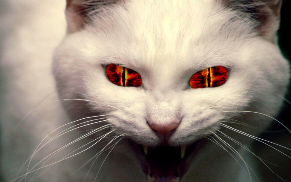 Демон в обличии кота