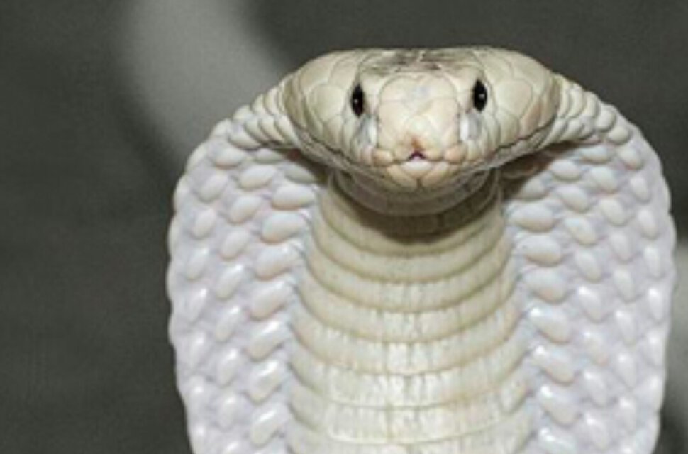 Белая кобра