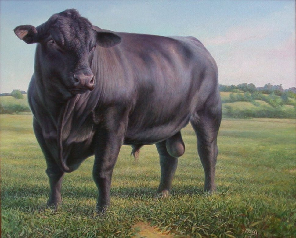 Черное стадо коров