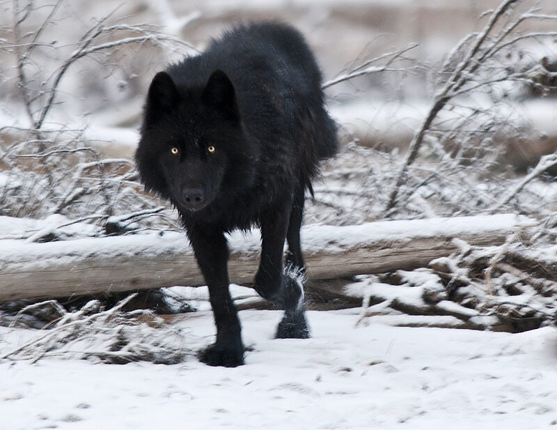 Черные волки и наглотаться земли