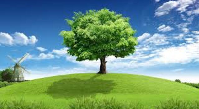 Зеленое одинокое дерево