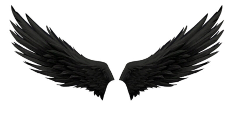 Черные крылья и важный разговор