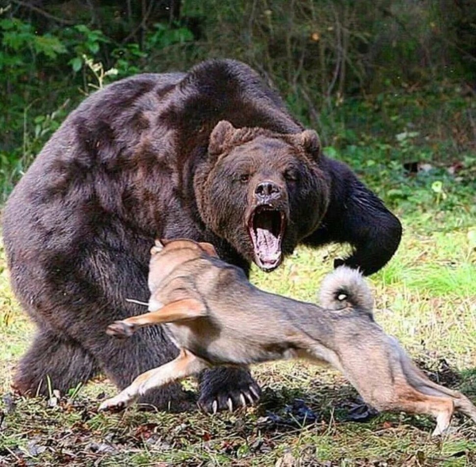 Медведь Гризли против медведя Гризли