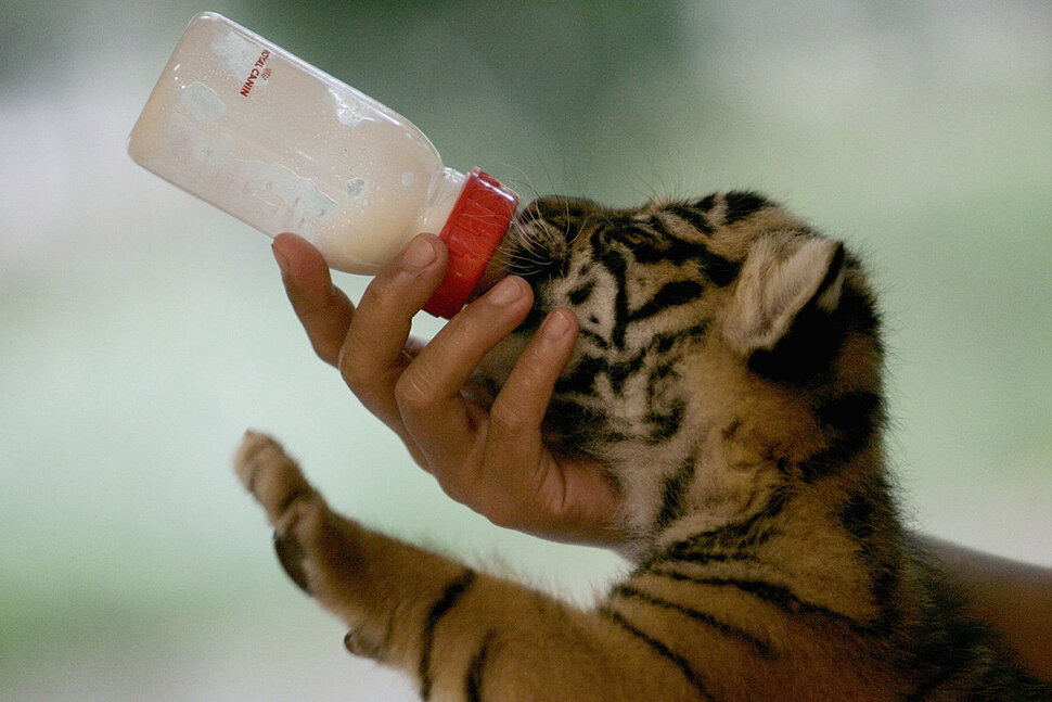 Кормлю тигрят из бутылочки