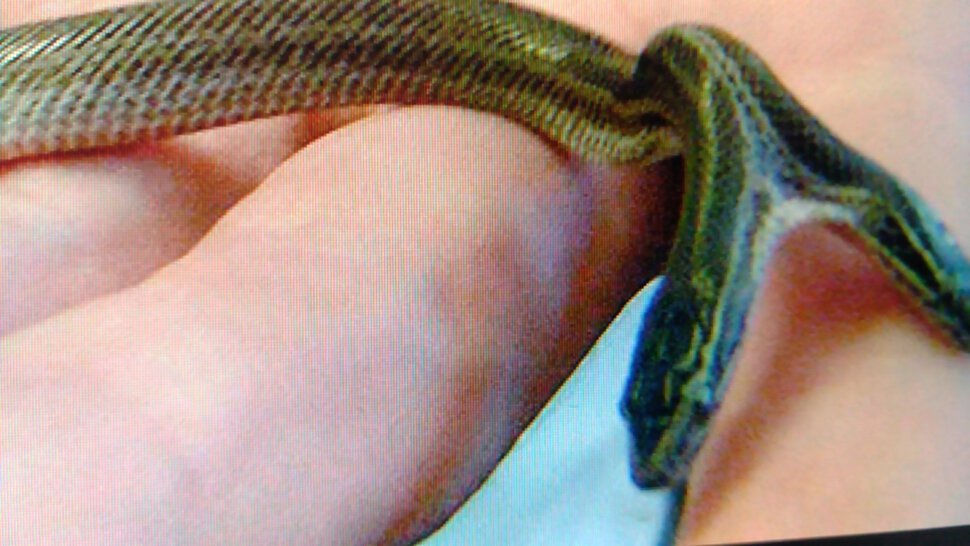 Укусила зелёная двухголовая змейка
