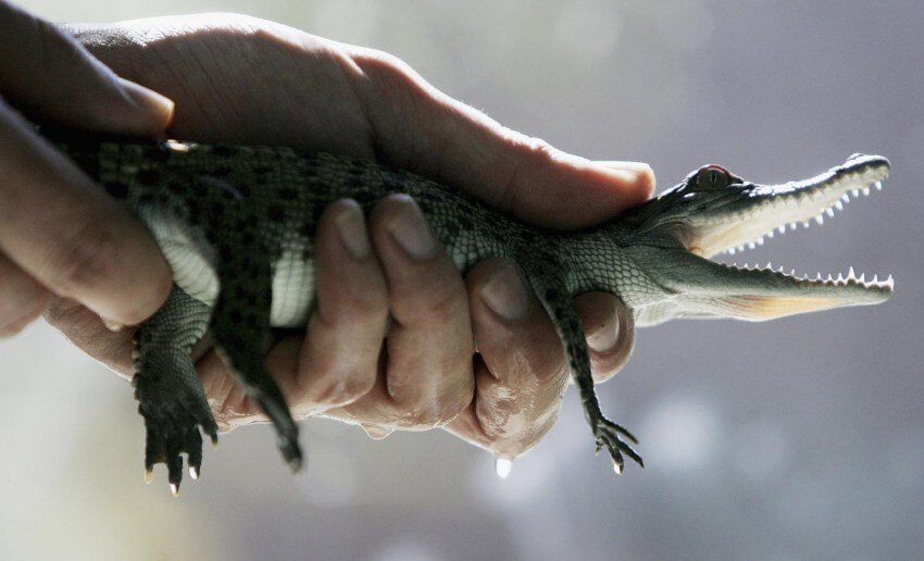Крокодилы охотятся на ящерку в моих руках