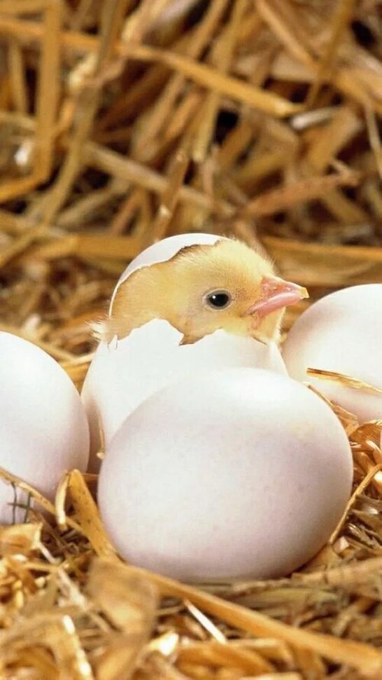 Птенцы вылупление из яиц