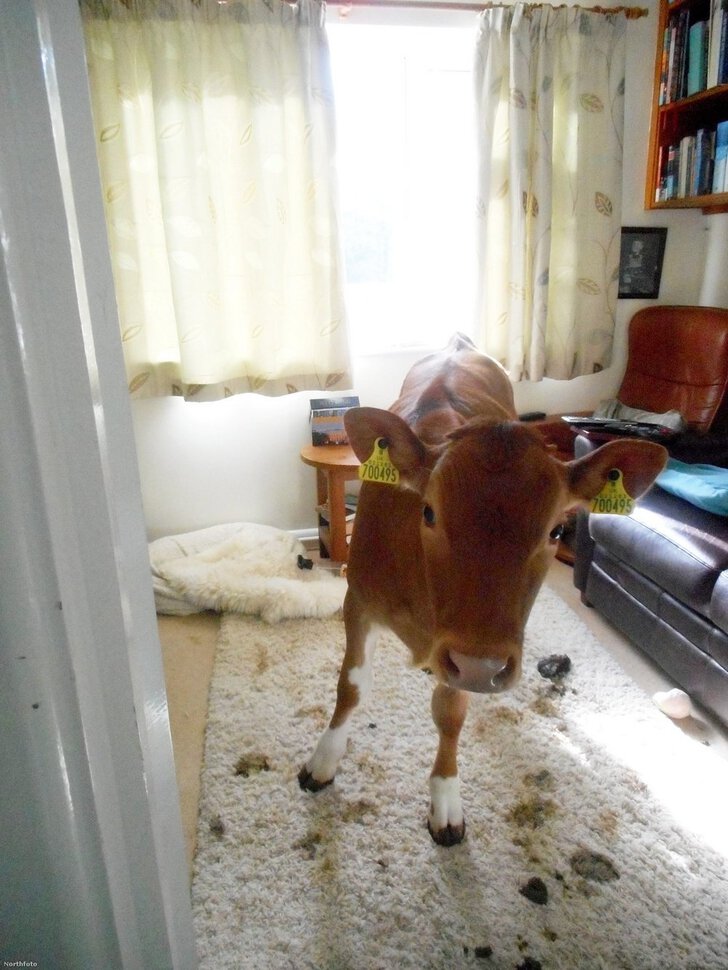 Корова в чужой квартире