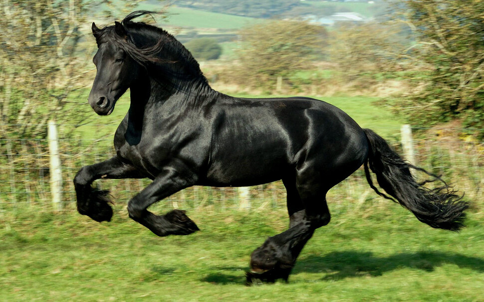 Конь чёрный