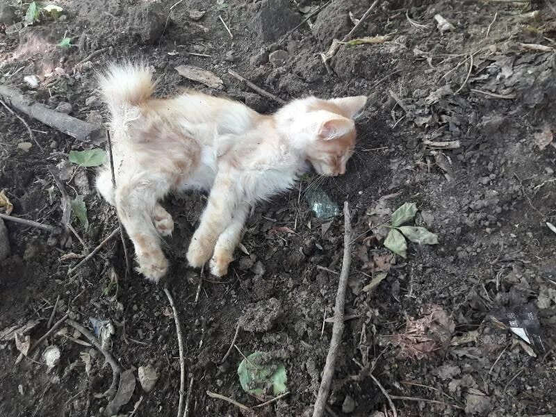 Мёртвый белый котёнок