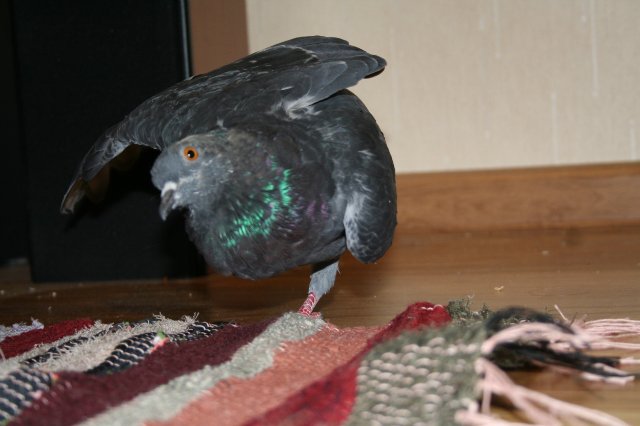 Голубь. Дом для голубей. Дом для голубей. Квартирный голубь. Голубь на подоконнике картинки.