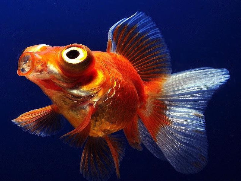 Золотая рыбка, мутная холодная вода, тонуть