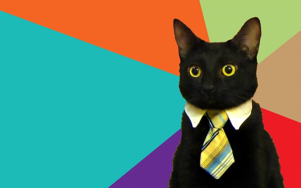 Черная кошка с разноцветными глазами