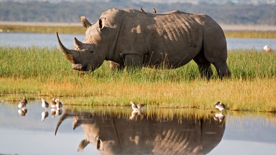 Разрезанный носорог