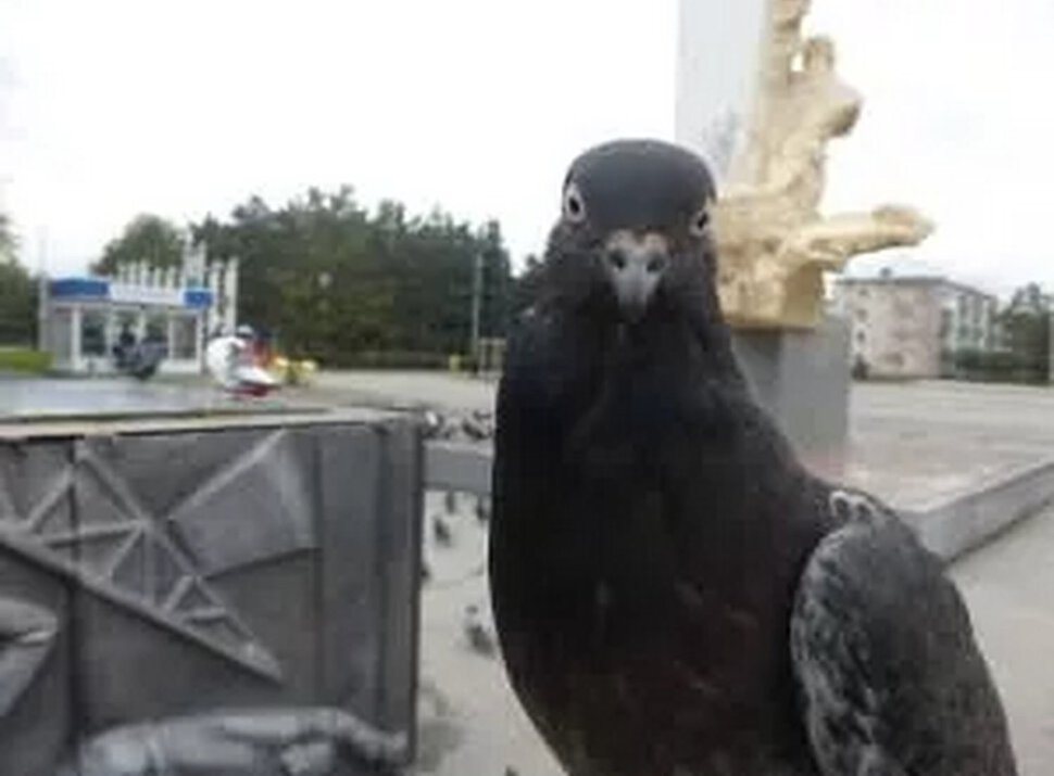 Темная птица голубь