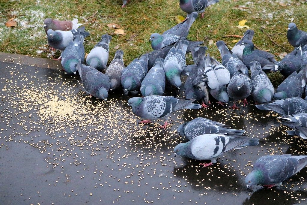 Почему кормят голубей. Голуби. Кормление голубей. Голуби на улице. Стая голубей.