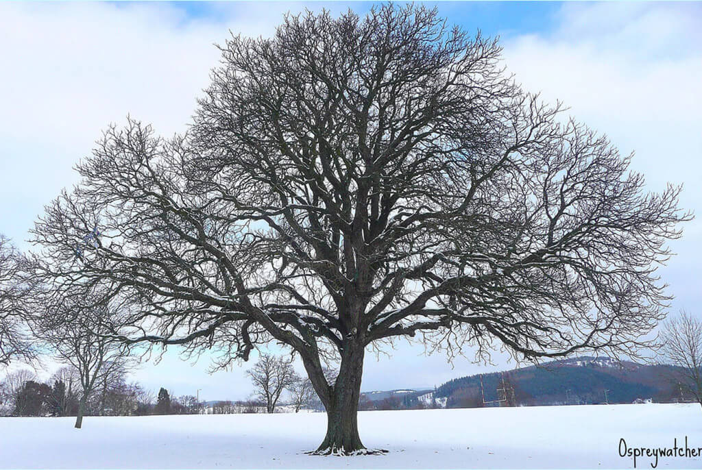 Как выглядит дерево зимой. Каштан конский зимой. Каштан дерево зимой. Дерево дуб зимой. Виды деревьев зимой.
