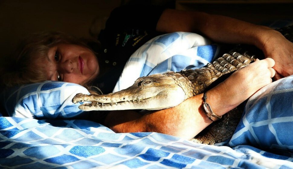 Спать в обнимку с крокодилом