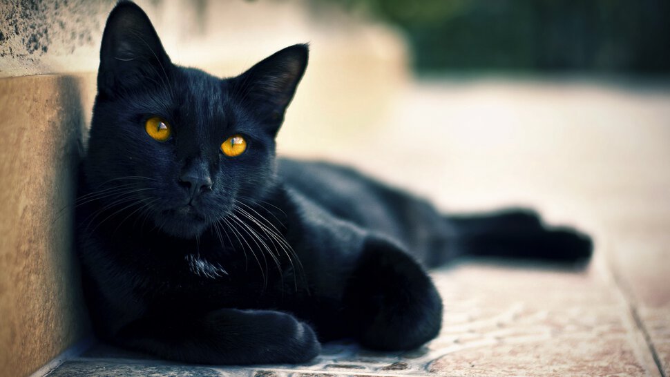 Черная кошка и черный котенок выцарапывающий ей глаза