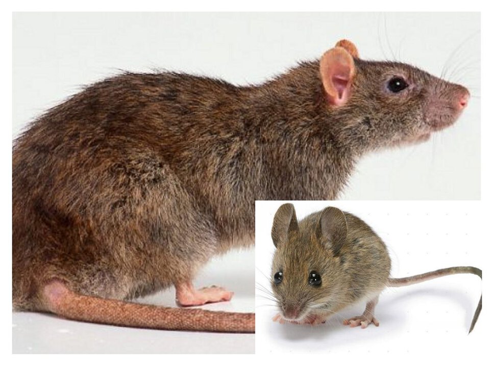 Страх мыши крысы девочка
