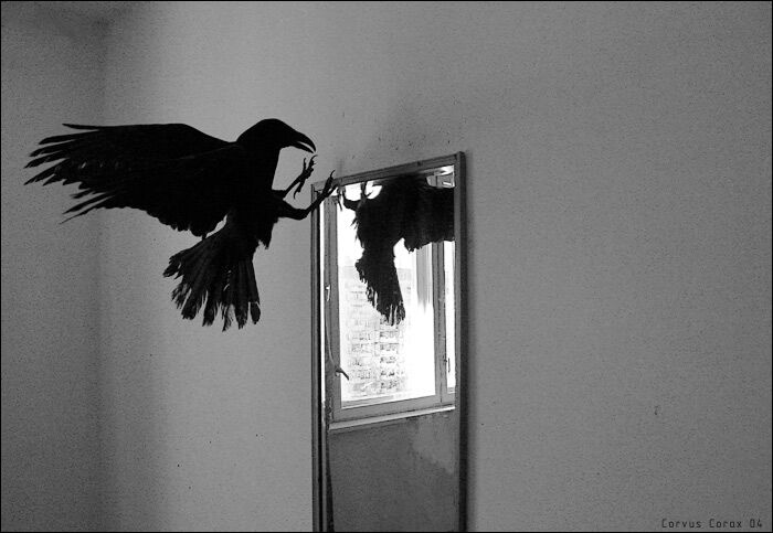 Ворона стучалась в окно