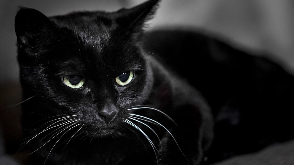Чёрный кот с тремя глазами