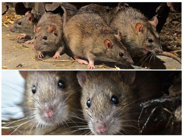 Покусали крысы, испугали мыши
