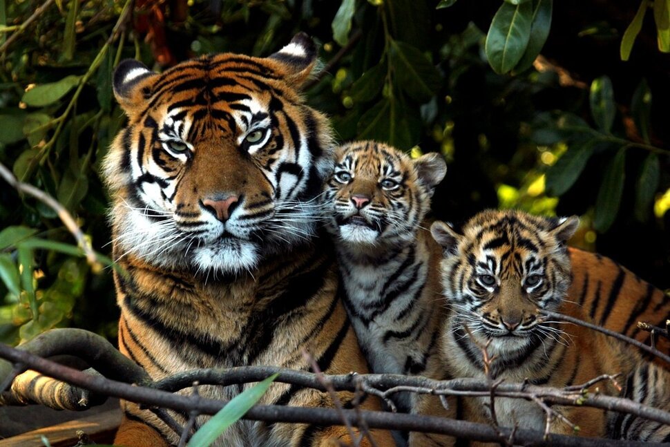 Тигрица с двумя тигрятами