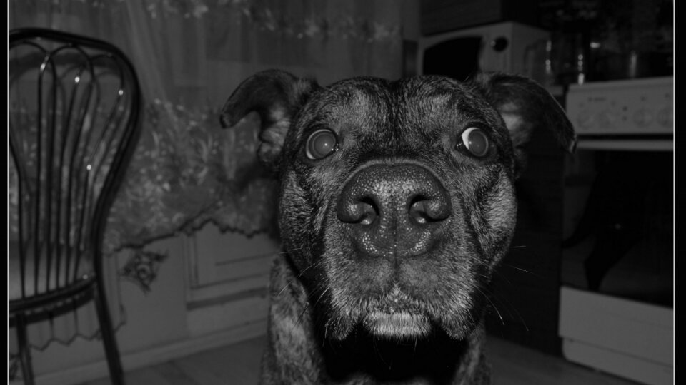 Черная собака породы стаффордширский терьер