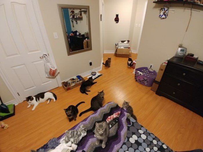 Много кошек выкидываю из квартиры