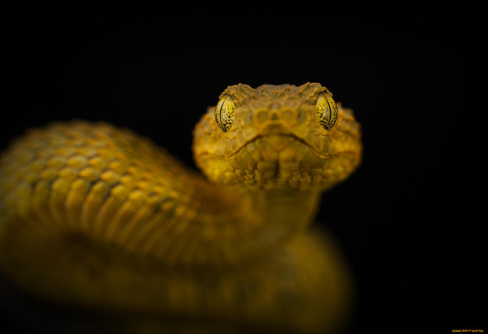 Огромная жёлтая змея