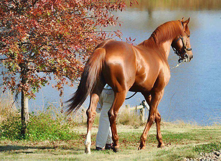 Огромных размеров рыжая лошадь