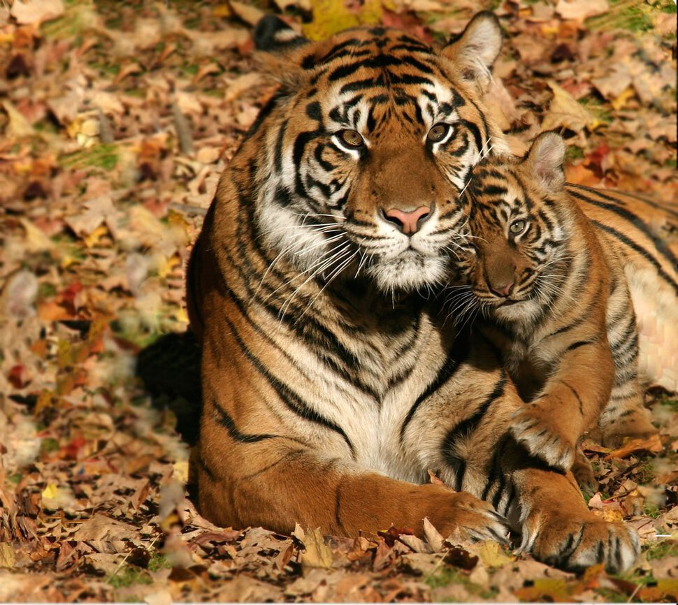 Тигрёнок и Тигр