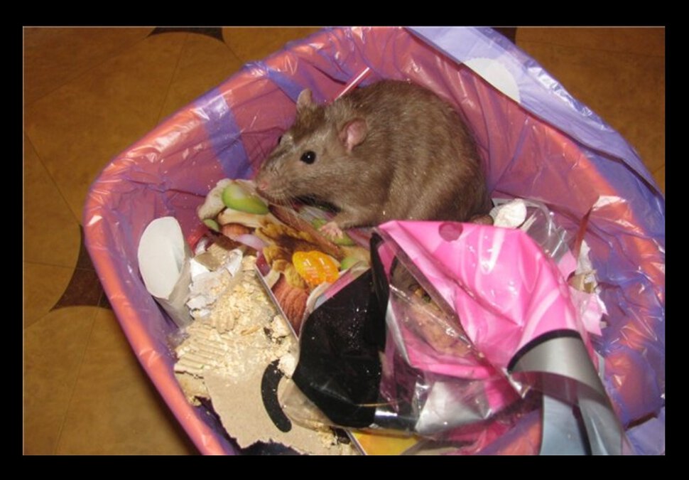 Топлю крыс в мусорном ведре