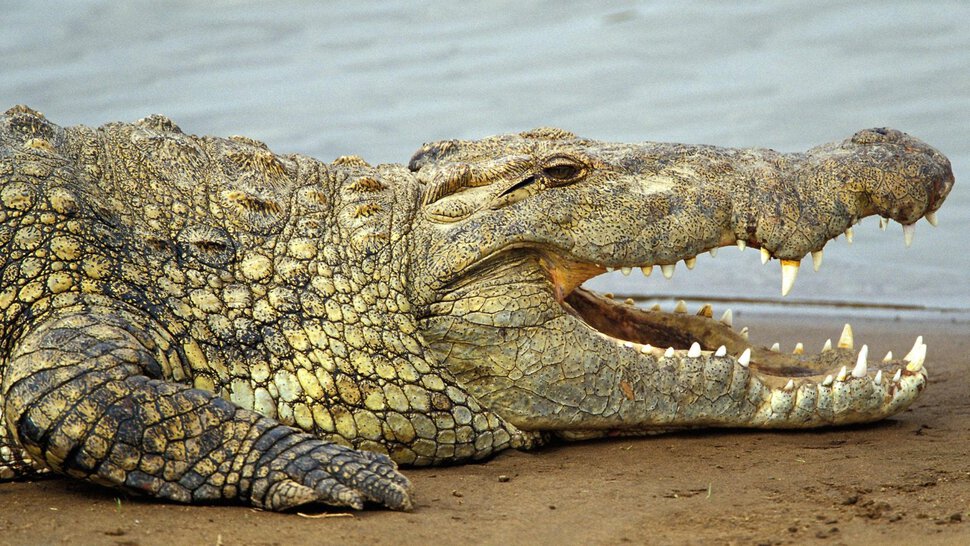 Крокодилы и спасение женщины с девочкой
