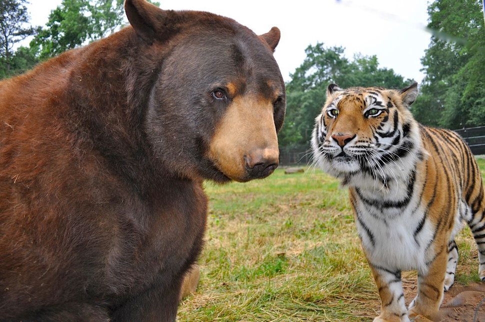 Тигр лев и медведь. Балу Лео и Шерхан. Лев Лео тигр Шерхан и медведь балу. Медведь балу, Лев Лео и тигр Шер-Хан. Тигр и медведь Дружба.