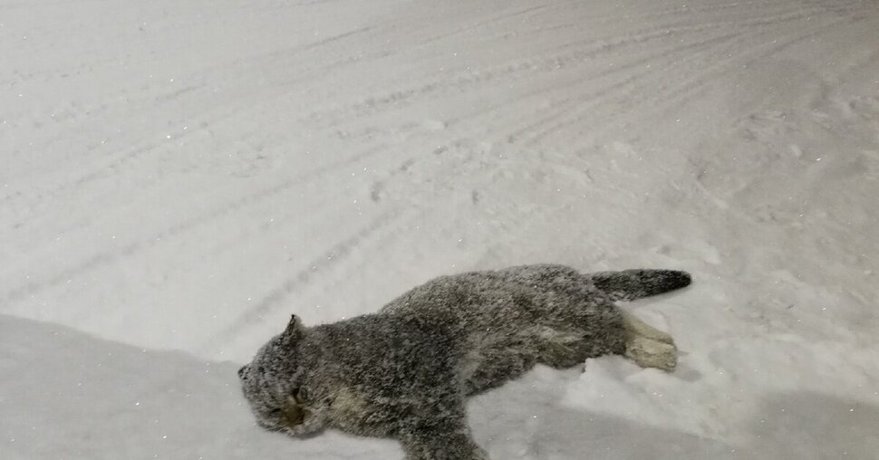 Мёртвый рыжий кот в снегу