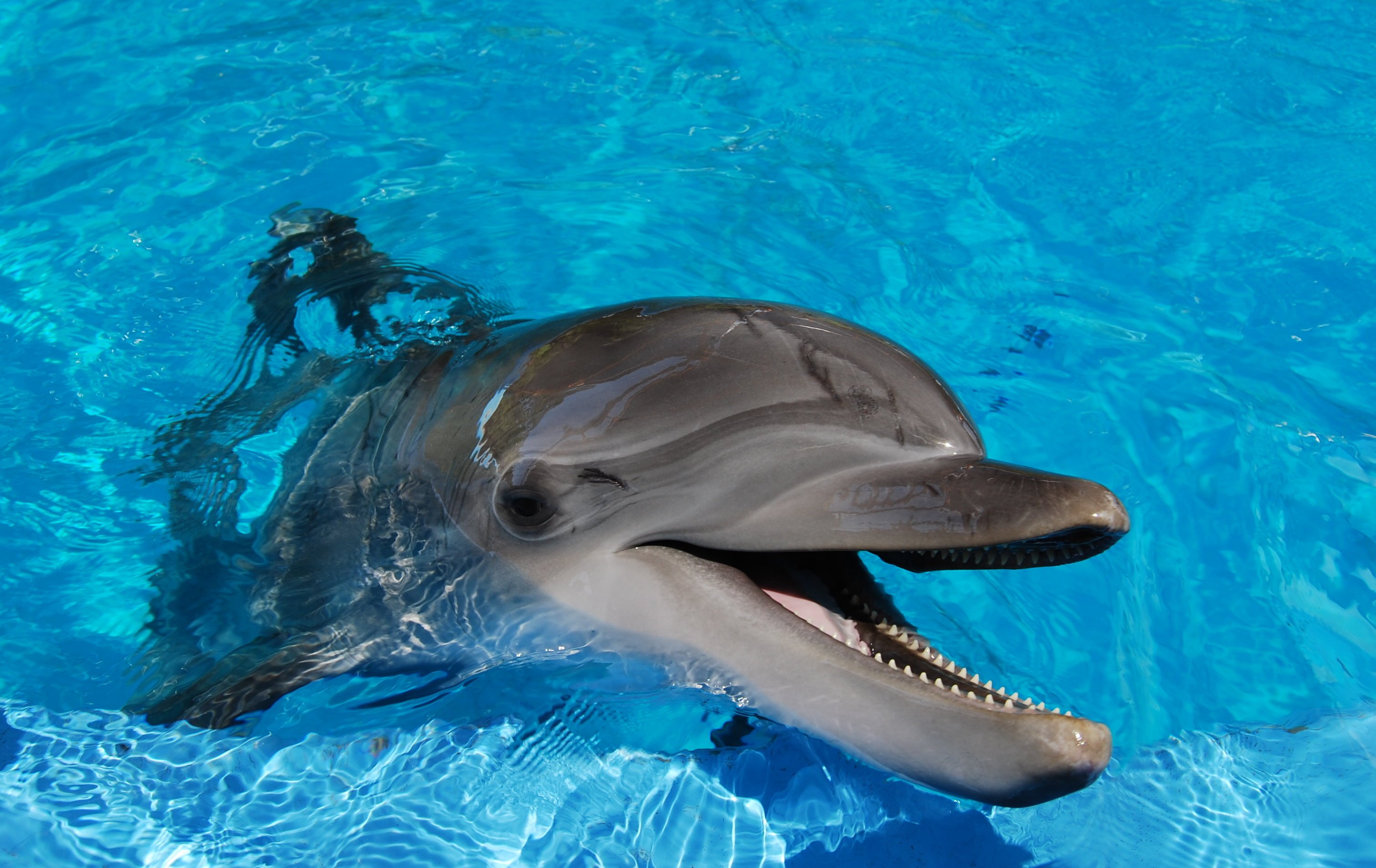 Животные Дельфин