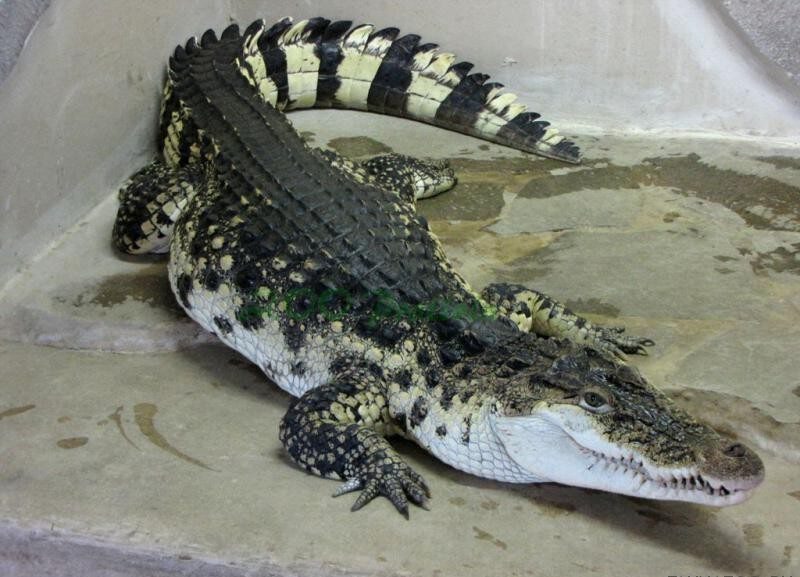 Крокодил добрый играющий с детьми