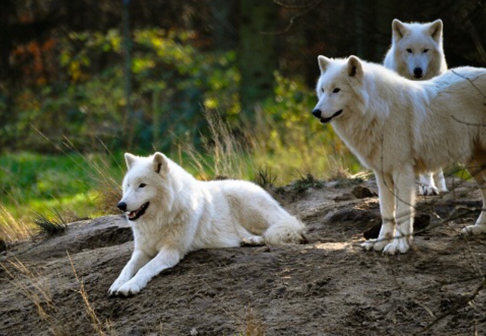 Волки три белых волка в лесу