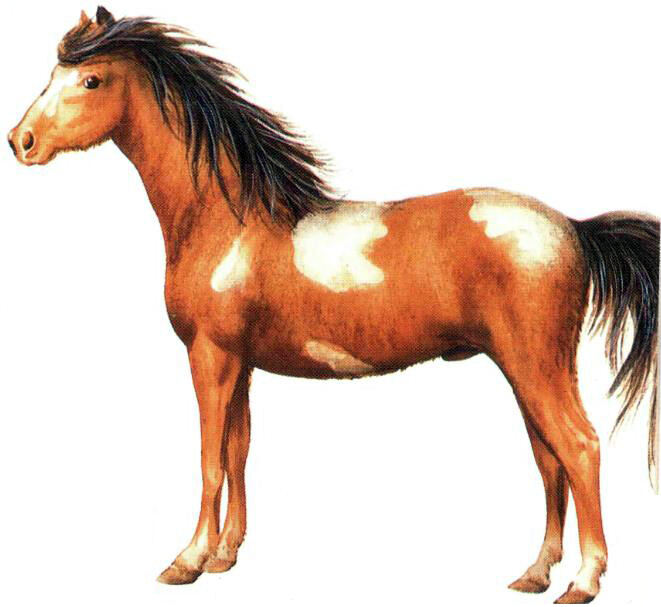 Золотой кулон, лошадь с цветными камешками не много