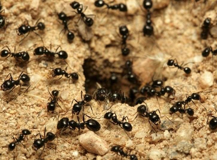 Аквариум с муравьями