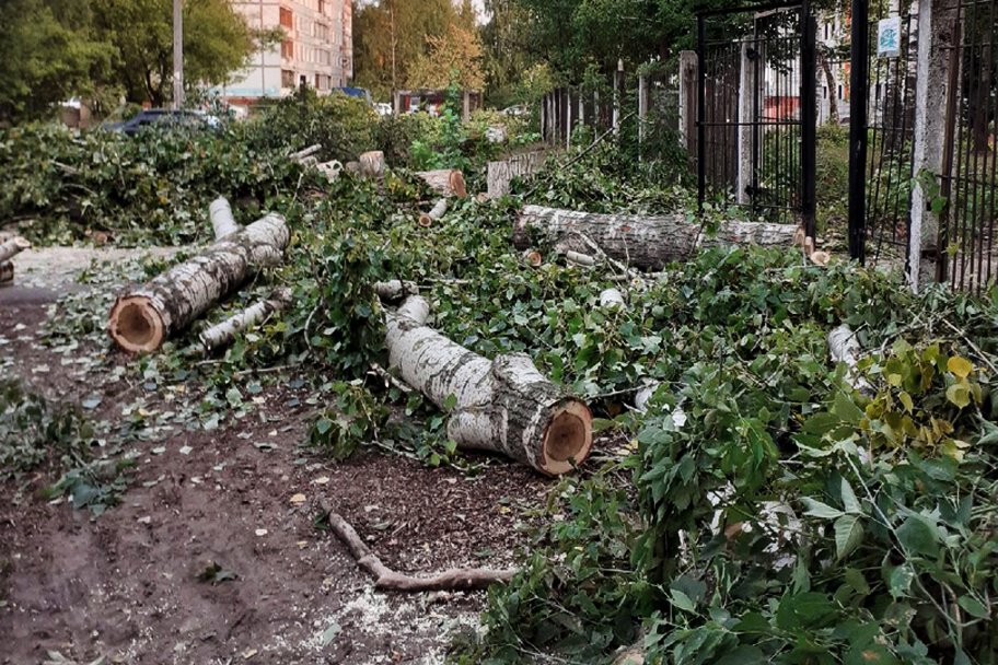 Наблюдала как пилят деревья