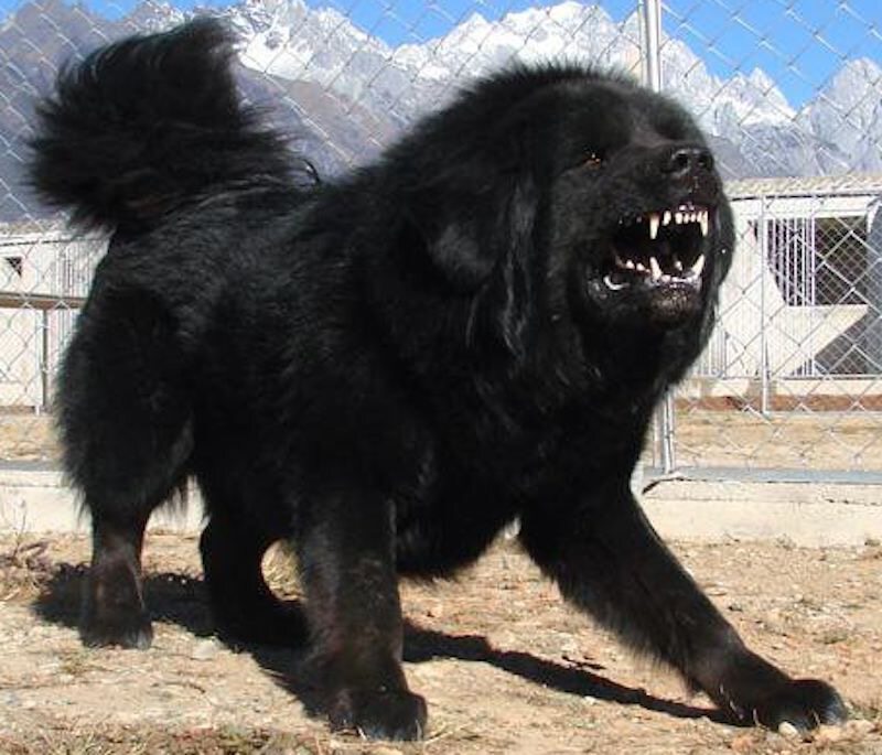 Огромная чёрная собака с 4 глазами