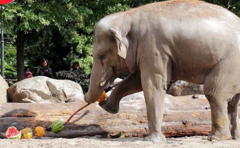Слон с арбузом