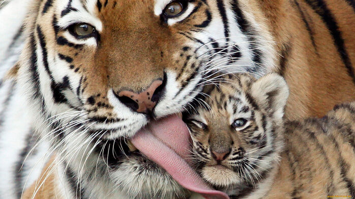 Тигренок и тигрица
